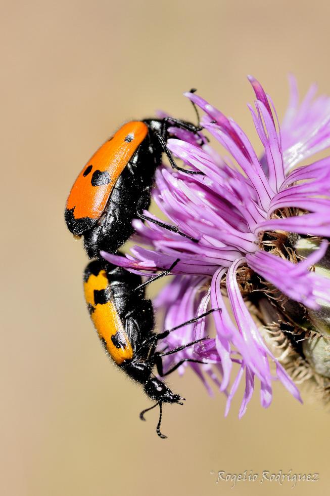 Imagen 34 de la galería de Otros Invertebrados